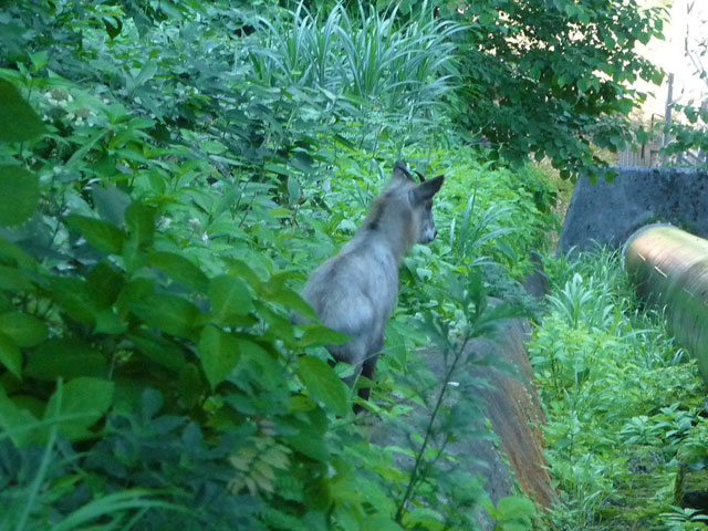 �L���ѓ�,�g���l��,詓�