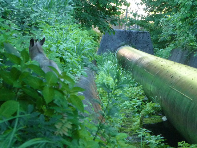 �L���ѓ�,�g���l��,詓�