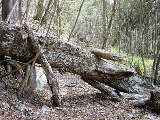 �k�ґ򋴗��[��ҋ�����