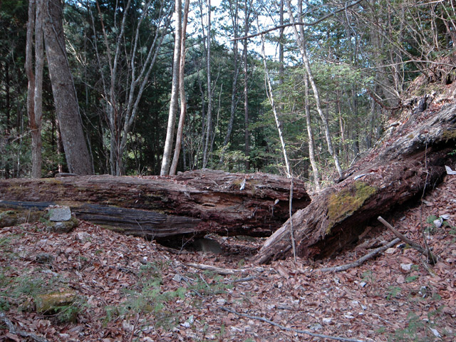 �k�ґ򋴗��[��ҋ�����