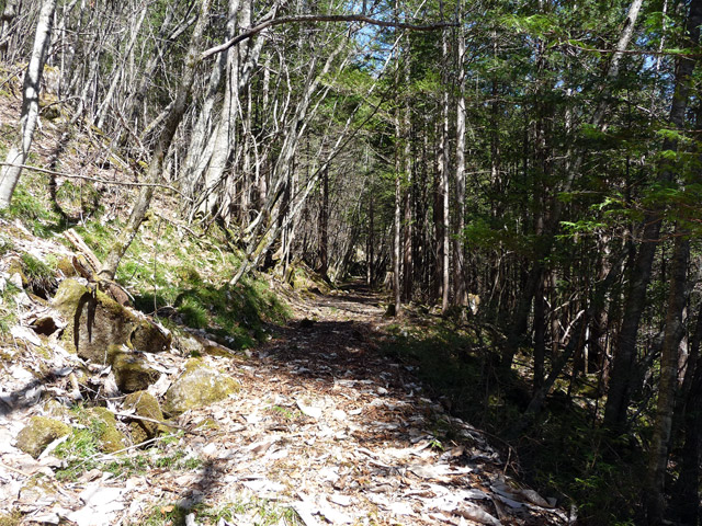 �������X�ѓS���u��ҋ����Ձ[�w���W1�v