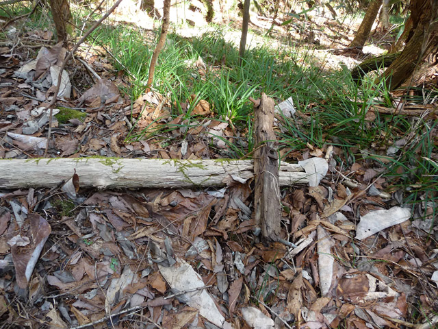 �������X�ѓS���u�w���W1�[�ԓ������v