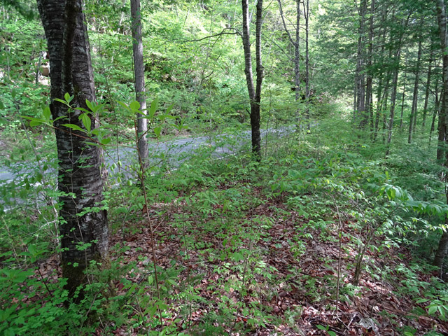 ����X�ѓS�������,�ѓS,�p����,�؍މ^���O����,�H��,�㏼�^�A�c�я�