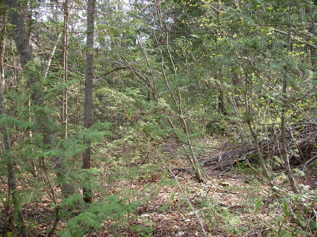 ����X�ѓS�������,�����ԏ�,�ѓS,�p����,�X�C�b�`�o�b�N