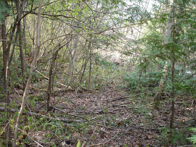 ����X�ѓS�������,�����ԏ�,�ѓS,�p����,�X�C�b�`�o�b�N