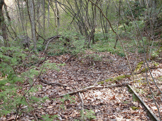 ����X�ѓS�������,�����ԏ�,�ѓS,�p����,���[��