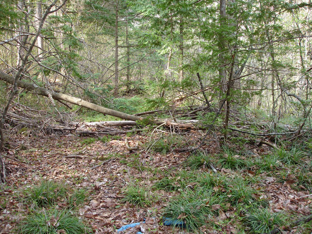 ����X�ѓS�������,�����ԏ�,�ѓS,�p����,���[��