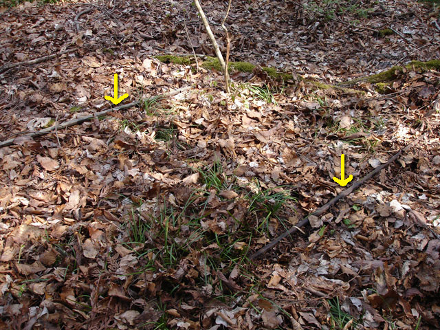 ����X�ѓS�������,�����ԏ�,�ѓS,�p����,���[��