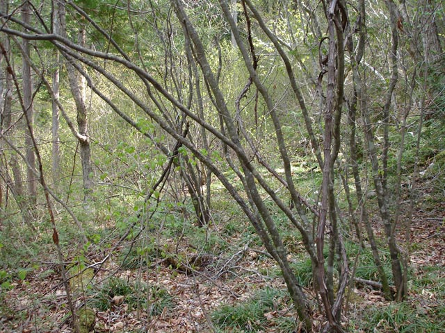 ����X�ѓS�������,�����ԏ�,�ѓS,�p����,���[��