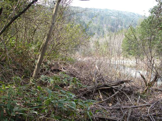 ����X�ѓS��,�ѓS,�p����,�����ԏ�,�X�C�b�`�o�b�N