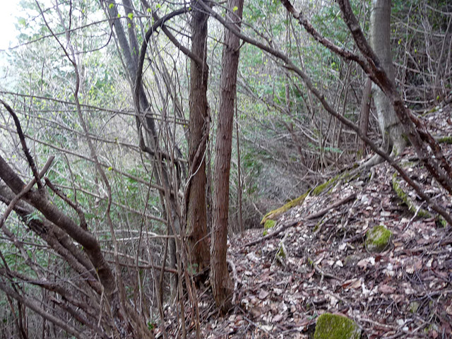 �㏼�c�я�,����X�ѓS��,�ѓS,�p����