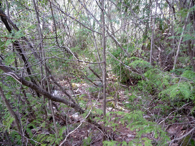 �㏼�c�я�,����X�ѓS��,�ѓS,�p����