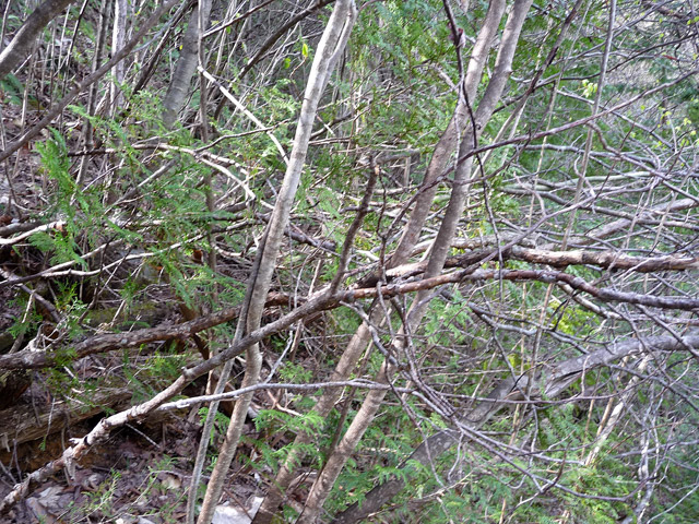 �㏼�c�я�,����X�ѓS��,�ѓS,�p����