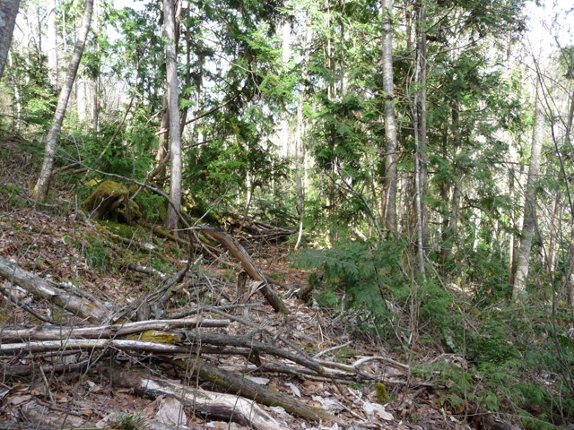 �㏼�c�я�,����X�ѓS��,�ѓS,�p����