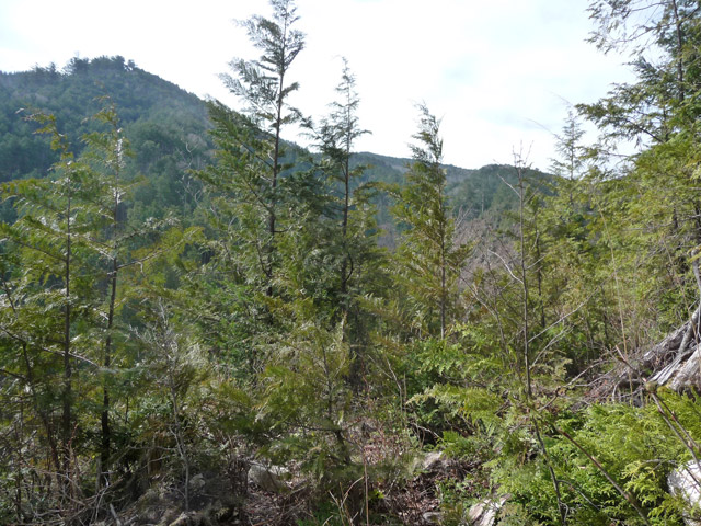 �w�A�s���J�[�u,����X�ѓS��,�ѓS,�p����