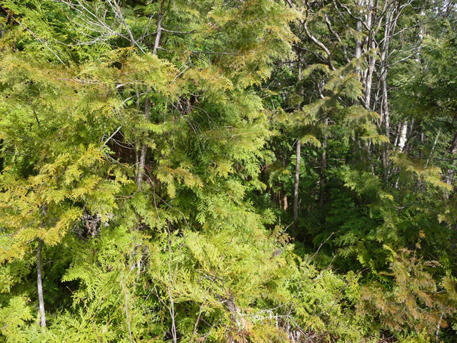 �w�A�s���J�[�u,����X�ѓS��,�ѓS,�p����