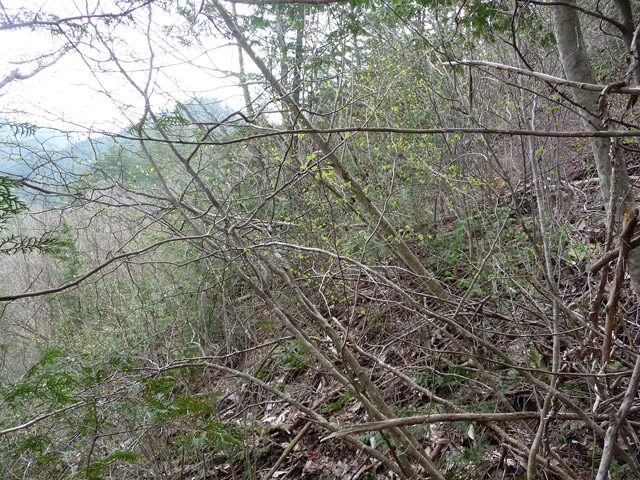 ����X�ѓS��,�ѓS,�p����,�ؑ],�O����