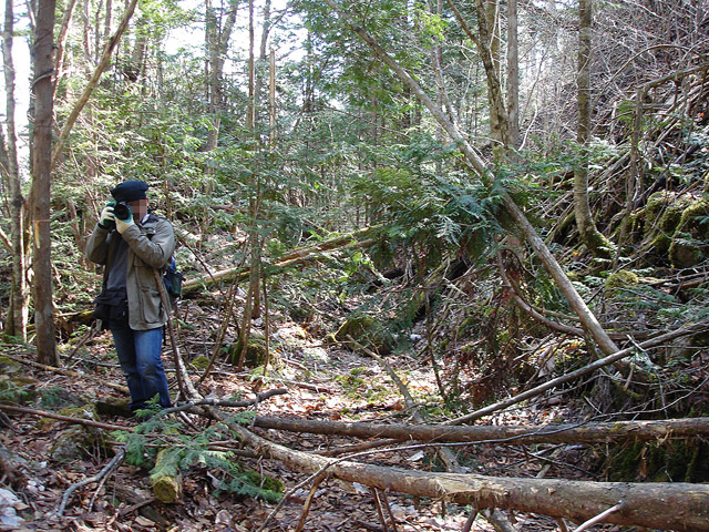 ����X�ѓS��,�ѓS,�p����,�㏼�c�я�,�O����