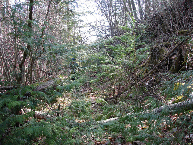 ����X�ѓS��,�ѓS,�p����,�㏼�c�я�,�O����