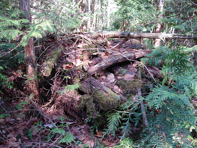 ����X�ѓS��,�ѓS,�p����,�㏼�c�я�,�O����