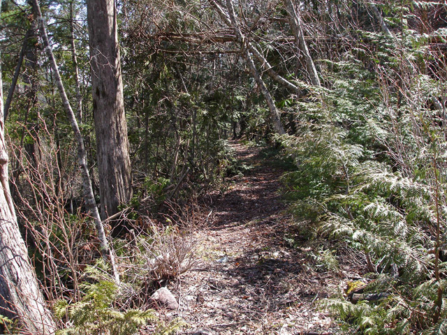 ����X�ѓS��,�ѓS,�p����,�㏼�c�я�,�O����