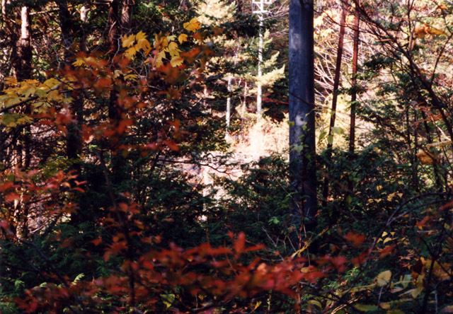 ����X�ѓS�� �ѓS �p���� �㏼�� ���L�� ���� �c�я��O����