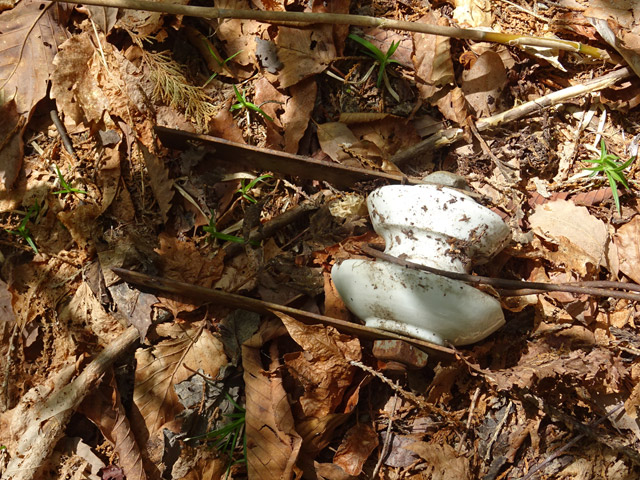 �ؑ]�X�ѓS������� �ѓS �p���� �㏼�^�A�c�я� �V�q �؍މ^���O����