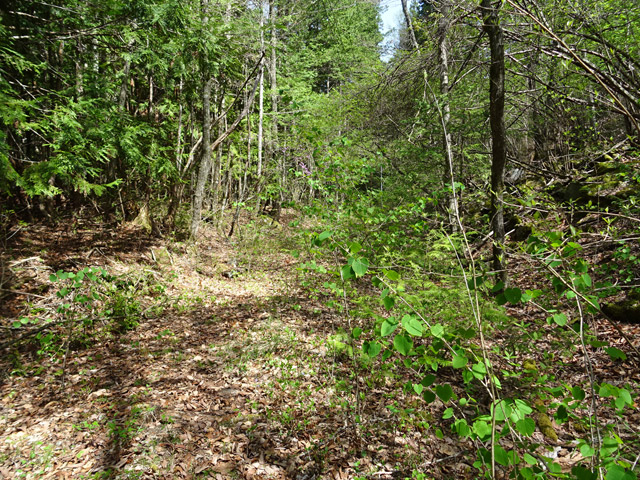 ����X�ѓS�� �ѓS �p���� �g���b�R�O���� �㏼�^�A�c�я� ���L�� �㏼��