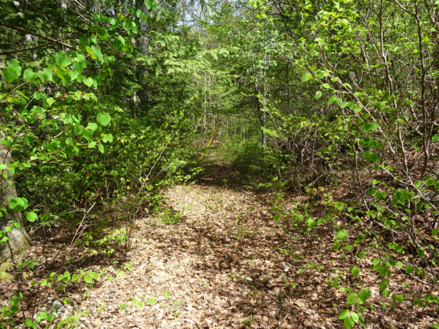 ����X�ѓS�� �ѓS �p���� �c�я��O���� �㏼�� �ѓ� 2�t�B�[�g6�C���`