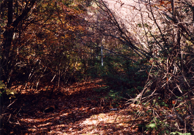 ����X�ѓS�� �ѓS �p���� �؍މ^���O���� ��r�ʐ^ ���̎ʐ^ ��_�ϑ�