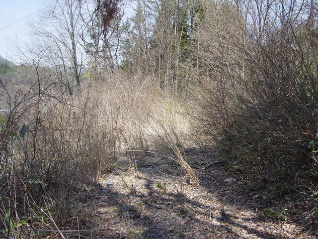 �ؑ]�X�ѓS�������,�ѓS,�p����,�㏼�^�A�c�я�,�H��,��r�ʐ^