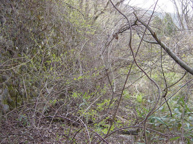 �ؑ]�X�ѓS�������,�ѓS,�p����,�㏼�^�A�c�я�,�ѓ�,�їp�O����