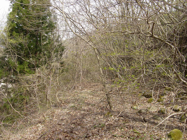 ����X�ѓS��,�ѓS,�p����,�ؑ]�X,��n�򋴗�,�p��,�ѓ�