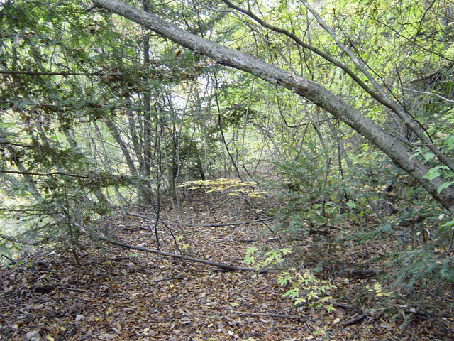 ����X�ѓS��,�ѓS,�p����,�哇��ԏ�,�ؑ]��,�H��,���O�x��