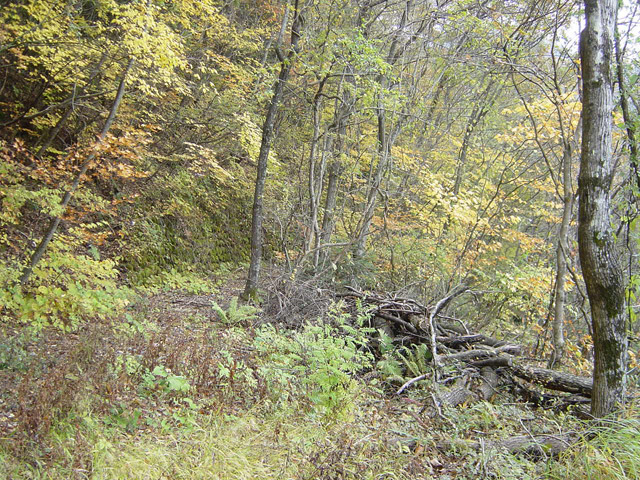 ����X�ѓS��,�ѓS,�p����,�i���[�O��,�y�؋O��,�ؑ]��,��r�ʐ^