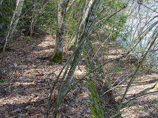 ����X�ѓS��,�ѓS,�p����,���ː�x��,�V��,����