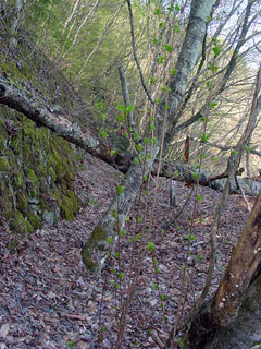 ����X�ѓS��,�ѓS,�p����,���ꑺ,�y�֋O����,�q���_����,����