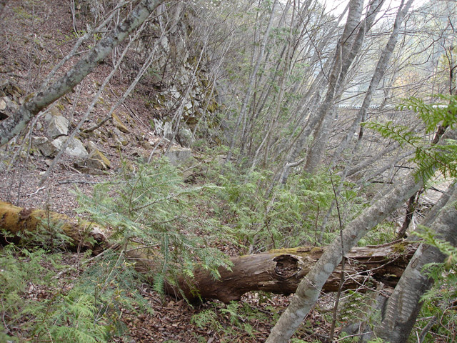 ����X�ѓS��,�厭��ԏ�,�ؑ]�ѓS