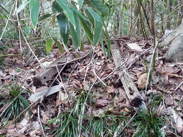 ����X�ѓS��,�ѓS,�O����,�p����,�ؑ]�X,�V�q