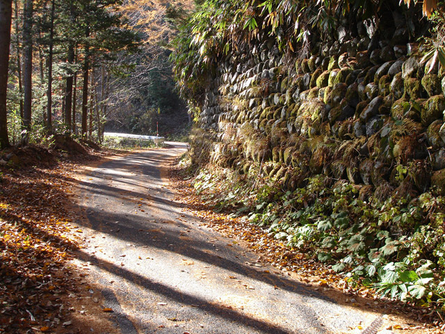 ����X�ѓS���u�T�J�T�}�J�����[����v