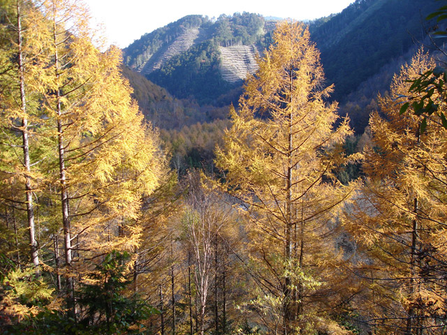 ����X�ѓS���u�T�J�T�}�J�����[����v