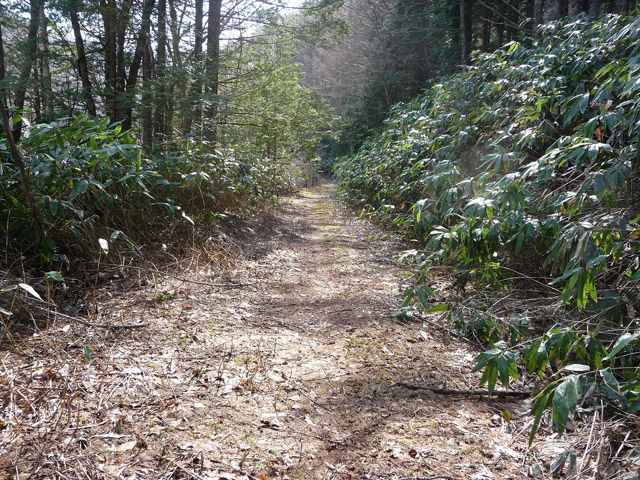 ����X�ѓS��,�p����,�ѓS,����