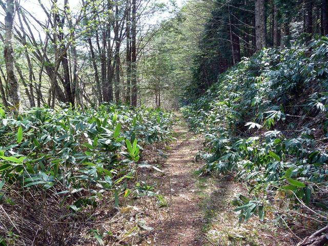 ����X�ѓS��,�p����,�ѓS,�|��,�ؑ]�X,����