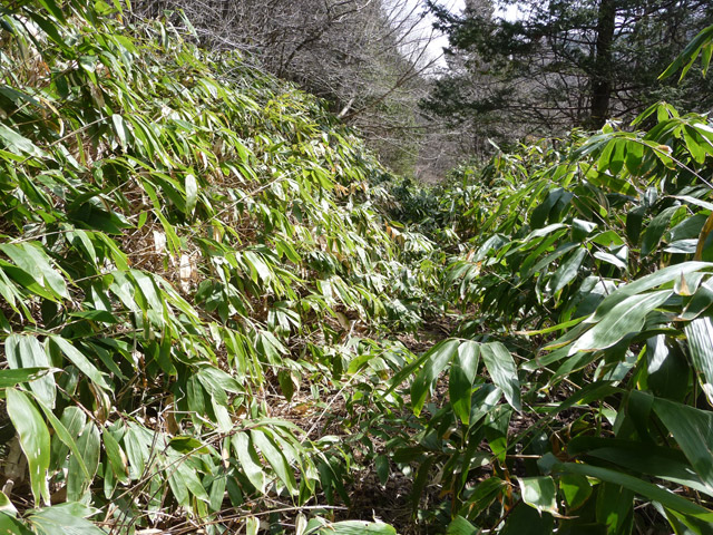 ����X�ѓS��,�p����,�ѓS,�ؑ]�X,�F���G���A