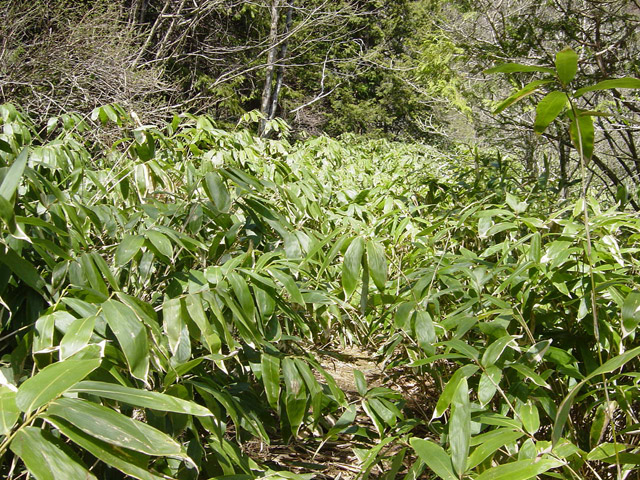 ����X�ѓS��,�p����,�ѓS,�ؑ]�X,�F���G���A