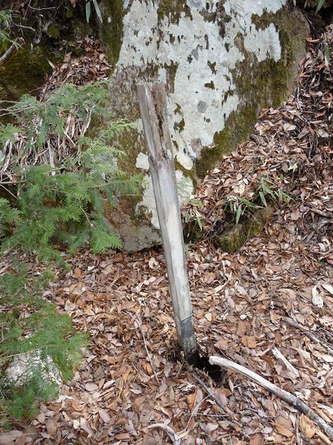 ����X�ѓS�����ː��,�����򋴗�,�ѓS,�p����,�S��