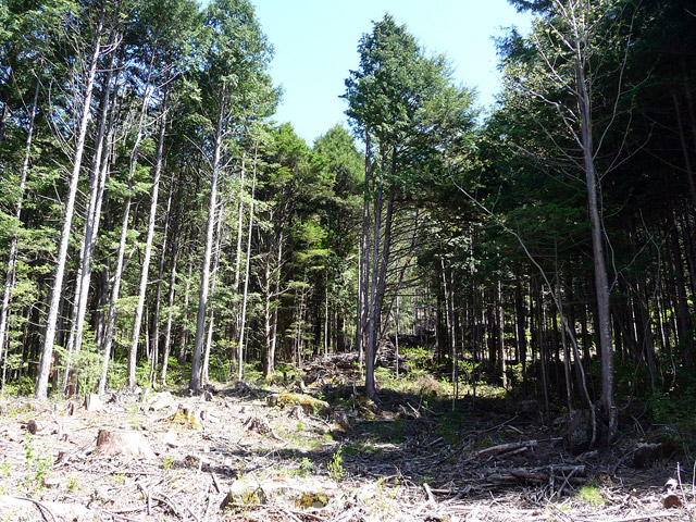 ����X�ѓS�����ː��,�ѓS,�p����,�僖���Ɛ�