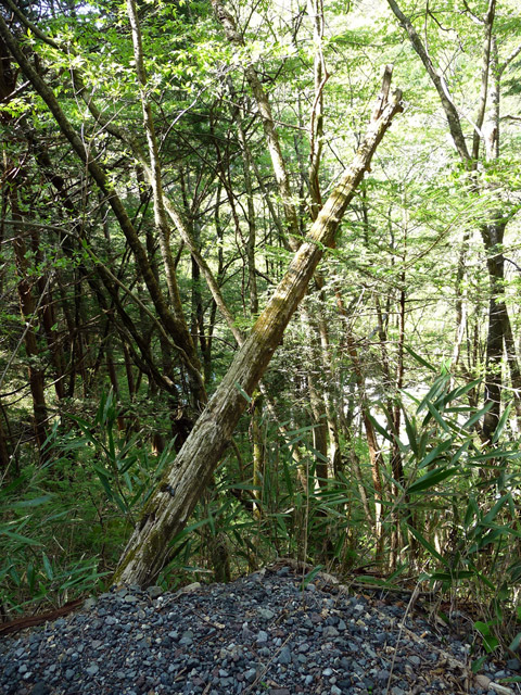 ����X�ѓS�����ː��,�ѓS,�p����,�ʐM��