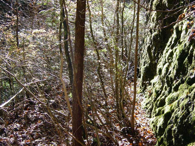 ���ː�X�ѓS��,�ѓS,�p����,�O����