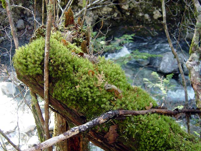 ���ː�X�ѓS��,�ѓS,�p����,���ґ򋴗�,�؋�,�����H